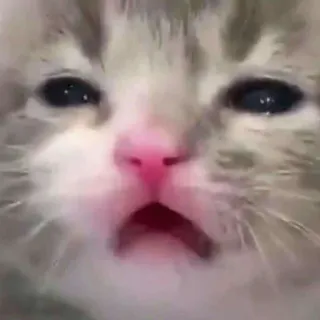 💓 gatto, gattino, triste, piangendo, animale domestico, animale, meme telegram sticker