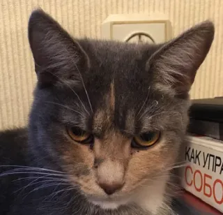 😡 КАК УПРАВ 
СОБО Katze, Tier, Hauskatze, Katzenartig, Haustier telegram sticker