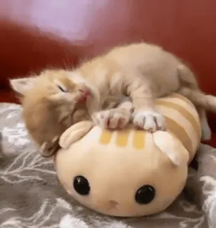 😇 kitten, cat, sleeping, cute, pet, animal whatsapp sticker