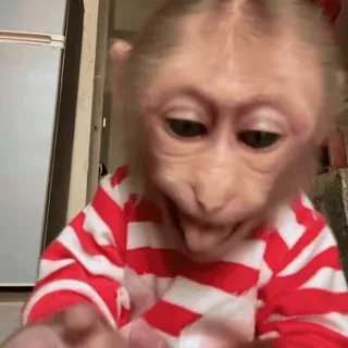 😂 macaco, animal, primata, fofo, camiseta, vermelho e branco telegram sticker