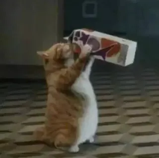 🥛 gato, animal, animal de estimação, Taco Bell, engraçado, meme telegram sticker