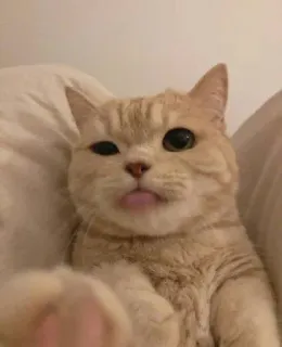 😻 gato, animal de estimação, animal, fofo, engraçado, língua telegram sticker
