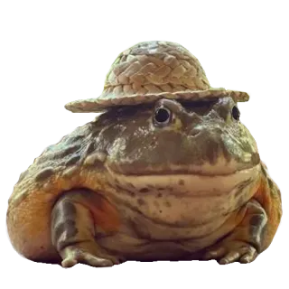 ❤️ rã, sapo, chapéu, animal, natureza, anfíbio, vida selvagem whatsapp sticker