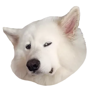 😕 犬, 白い犬, 動物, ペット, かわいい, サモエド telegram sticker