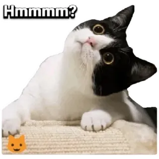 😳 Hmmmm? cat, question, hmm, thinking, animal, pet, cute telegram sticker