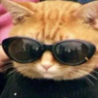 😎 고양이, 선글라스, 동물, 애완동물, 멋진, 패션, 주황 고양이 telegram sticker