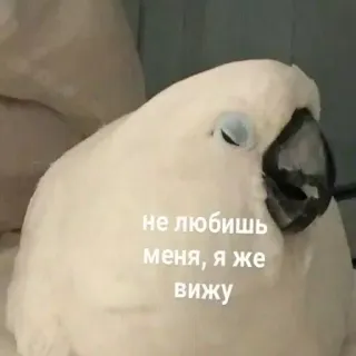 💔 не любишь меня, я же вижу นก, นกแก้ว, สัตว์, สัตว์เลี้ยง, กระตั้ว telegram sticker