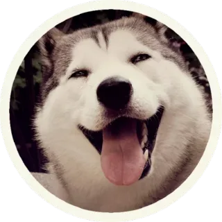 ☺️ hond, husky, dier, huisdier, zoogdier, huisdier telegram sticker