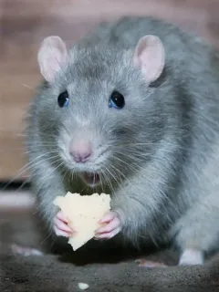 Мышиные мордахи 🐭 telegram stickers