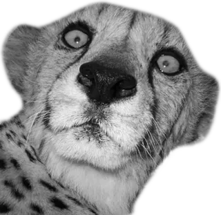😱 cheetah, animal, cat, wildlife, mammal, portrait whatsapp sticker