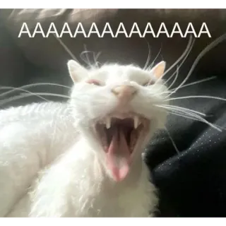 😧 AAAAAAAAAAAAAAA cat, yawning, animal, pet, expression whatsapp sticker