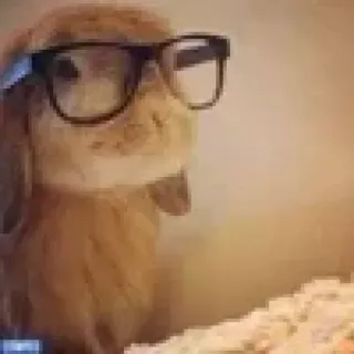 🤓 Hase, Brille, Tier, süß, lustig telegram sticker