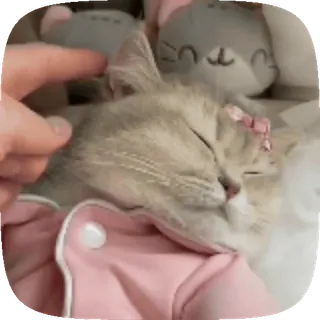 🎀 猫, 小猫, 睡觉, 宠物, 动物, 可爱 telegram sticker