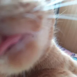 😝 kucing, kucing oranye, hewan peliharaan, hewan, mamalia telegram sticker