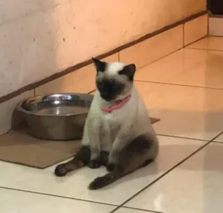 😔 cat, pet, Siamese, animal, domestic cat, feline whatsapp sticker
