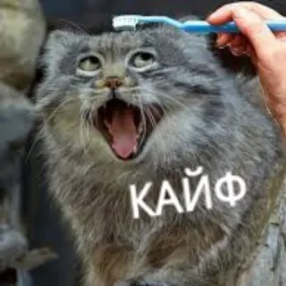 😸 КАЙФ gatto, spazzolino da denti, lavarsi i denti, meme, кайф, umorismo whatsapp sticker