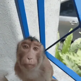 🤩 monkey telegram sticker