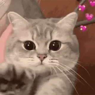 🐱 chat, mignon, adorable, chaton, coeurs whatsapp sticker