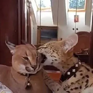 😽 karakal, serval, großkatzen, wildtiere, tiere, haustiere whatsapp sticker
