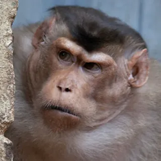 😒 scimmia, animale, primate, mammifero, fauna selvatica, scimmia antropomorfa telegram sticker