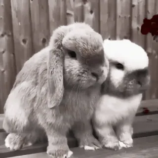 🍧 coelho, coelhos, animais, fofo, animais de estimação telegram sticker