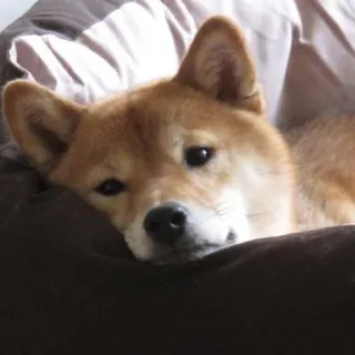 😞 Hund, Shiba Inu, Haustier, Tier, süß, zahm telegram sticker