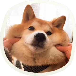 ☺️ собака, сиба-ину, милый, животное, питомец, мем, смешной telegram sticker