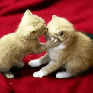 🐈 새끼 고양이, 고양이, 놀이, 싸움, 동물, 애완 동물 telegram sticker