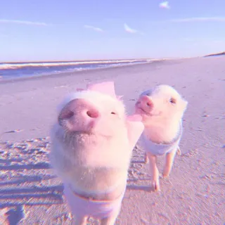 🐽 piglets, beach, animals, cute, sea, swimming telegram sticker