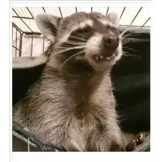 🖼 Waschbär, Tier, Wildtier, süß, Säugetier telegram sticker