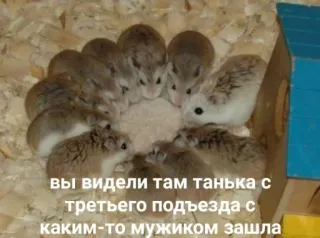 🥴 вы видели там танька с третьего подъезда с каким-то мужиком зашла hámsters, lindo, círculo, texto ruso, animales whatsapp sticker