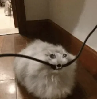 😰 Sad Cat cat, crying, sad, meme, fluffy, cute, animal whatsapp sticker