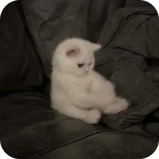 👍 gatto, gattino, carino, bianco, animale domestico telegram sticker