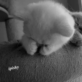 🕸 ipishy 猫, 小猫, 可爱, 动物, 宠物, 家畜 telegram sticker