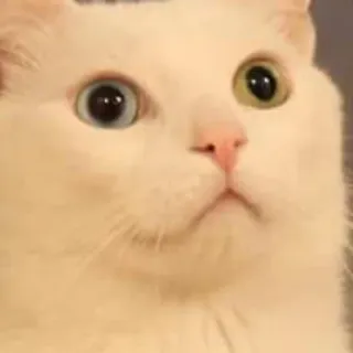 👁 cat, heterochromia, pet, animal, white cat whatsapp sticker