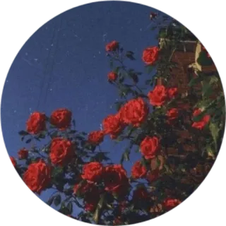 🌺 roses, red, flowers, nature, plants, floral, garden telegram sticker