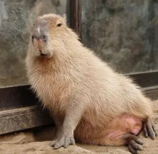 🪑 Capybara, rongeur, animal, mammifère whatsapp sticker
