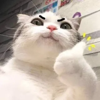 👍 Katze, Daumen hoch, lustig, Tier, Haustier, süß telegram sticker