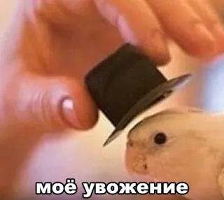 👍 моё уважение 鸟, 帽子, 迷你, 可爱, 动物, 宠物 whatsapp sticker