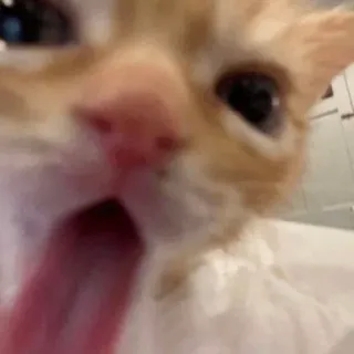👅 gato, gatito, animal, mascota, gracioso, meme, primer plano telegram sticker