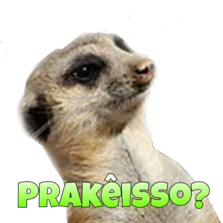 😶 PRAKEisso? suricata, animal, pergunta, meme telegram sticker