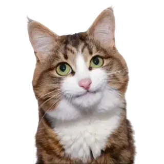 🙄 gato, animal, animal de estimação, animal doméstico, mamífero telegram sticker