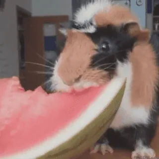 🍉 guinea pig, watermelon, pet, animal, cute, eating telegram sticker