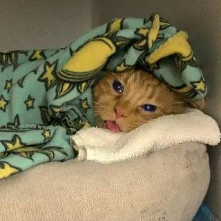 😢 kucing, selimut, hewan, peliharaan, imut, mengantuk, lidah telegram sticker