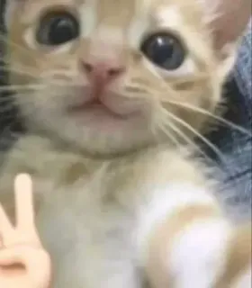 🙂 고양이, 새끼 고양이, 평화 기호, 동물, 귀여운 telegram sticker