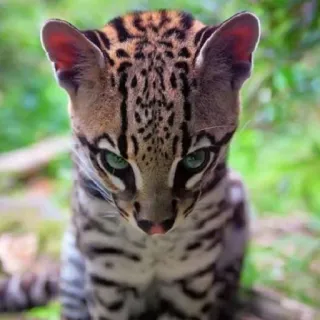 ☹️ ocelot, animale, gatto, gatto selvatico, mammifero, fauna selvatica, natura telegram sticker