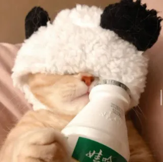 😺 gato, panda, bebendo, fofo, animal whatsapp sticker