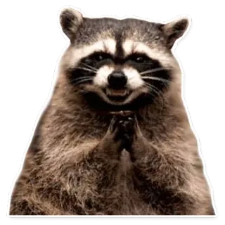 😏 浣熊, 动物, 密谋, 诡计多端, 邪恶 whatsapp sticker