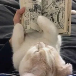 📖 Katze, Buch, Lesen, Tier, Manga, Haustier, süß whatsapp sticker