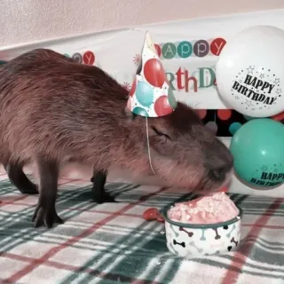 🪵 HAPPY
BIRTHDAY capivara, aniversário, festa, feliz, bolo, animal telegram sticker